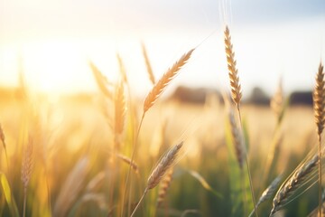 Fototapeta premium soft light warming a field of wheat