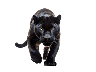 Sleek Panther Prowling, isolated on a transparent or white background