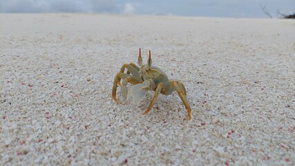 Fototapeta na wymiar crab on the beach