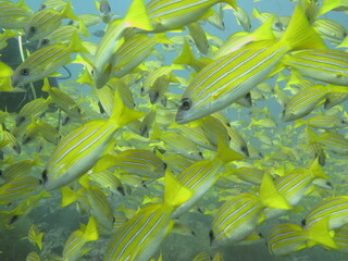 yellow fish in the sea