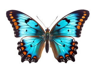 Vibrant Butterfly in Flight, isolated on a transparent or white background