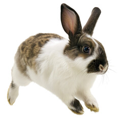 Obraz premium rabbit on a transparent background