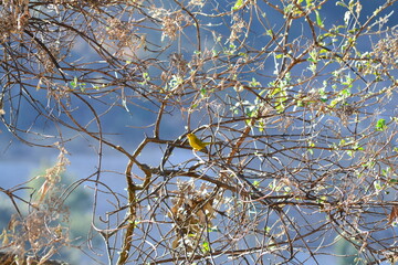 Chipe Coroninegro