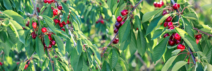 Branch of ripe cherries on a tree in summer garden