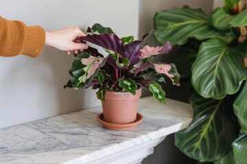 person picking up potted calathea from marble shelf