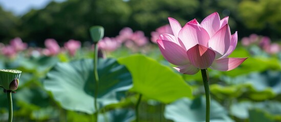 Obraz premium A lotus flower in full bloom at Yakushiike Park in Machida, Tokyo.