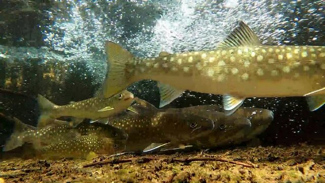 魚道のアメマス
