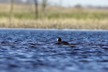  American coot (Fulica americana) on the lake