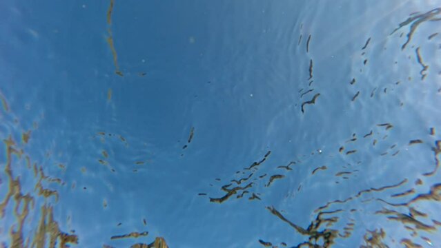 Underwater view of seagulls fly, land on the water, swim and feed from surface of water in the coastal zone, on blue sky background, Bottom view, Close up
