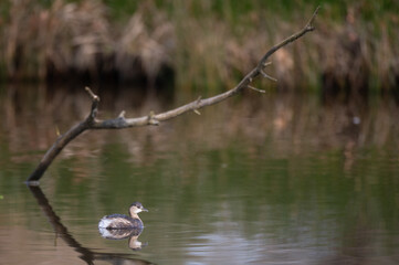 Tachybaptus ruficollis - Little grebe - Grèbe castagneux