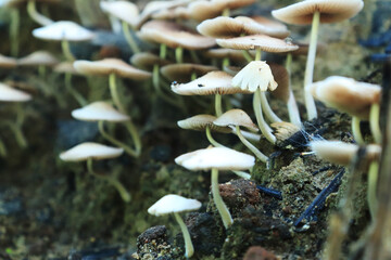 A group of mushrooms sitting on top of ground. Mushrooms growing in the forest. 
Selective focus. For wallpapers and backgrounds