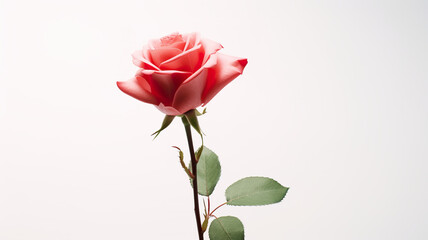 A delicate rose alone against a stark white background