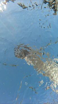 Vertical video, Underwater view of seagulls flying and land on the water, swims and feed from surface of water in the coastal zone, on blue sky background, Bottom view, Close-up

