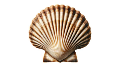 Scallop Isolated on transparent background,top view