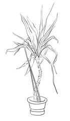 Vector ink line drawing of the large palm tree in a small pot
