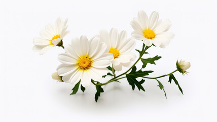 Isolating a realistic spring flower against a stark white background