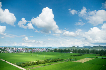 Green farmland and village houses with white clouds