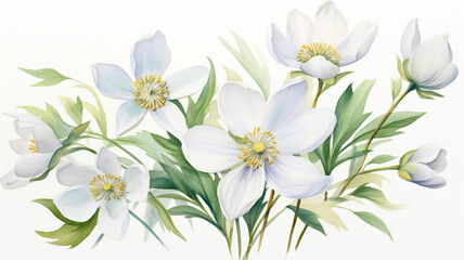 Obraz premium Watercolor springtime flower isolated on a white background