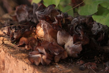 mushrooms on the tree