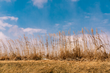 Fototapeta premium 갈대