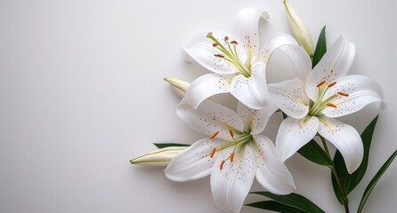 Fototapeta na wymiar fresh white lilies on a white background