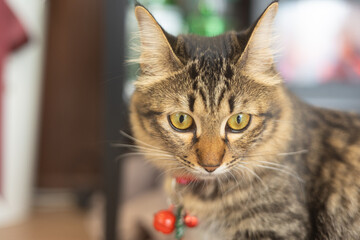 Close up face and selective focus of adorable and beautiful tiger-stripe and purebred cat laying on home floor with relaxing shows detail of eyes, whisker and ear. Cutie cat is looking with curiosity.