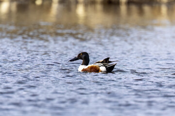 Male northern shoveler ( Spatula clypeata) . Duck with highly specialized bill to forage for aquatic invertebrates