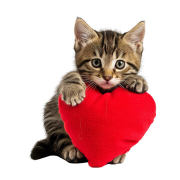 Kitten Holding a Red Heart on White Background