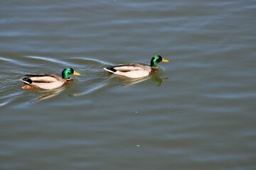 Two Mallard Drakes swim in the Canals at Las Colinas, in Irving, Texas. 