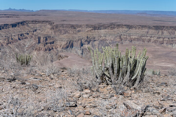 Euphorbia succulent and barren landscape, near Sunset viewpoint at Fish River Canyon,  Namibia