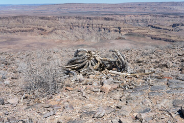remains of dead Euphorbia succulent plant on plateau rim, near Sunset viewpoint at Fish River Canyon,  Namibia