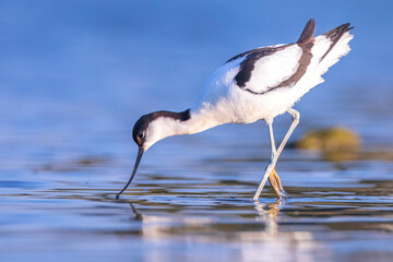 Pied Avocet, Recurvirostra avosetta; parent and chick foraging