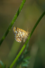 Closeup of a latticed heath, Chiasmia clathrata, moth perched in a meadow