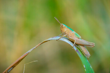 Steppe grasshopper, chorthippus dorsatus, resting