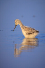 Pied Avocet Recurvirostra avosetta wader bird chick