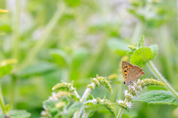 Small or common copper butterfly lycaena phlaeas closeup