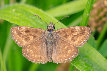 Dingy skipper Erynnis tages on purple lavender
