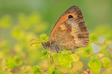 Gatekeeper butterfly, Pyronia tithonus, resting