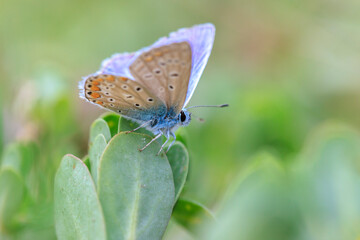 Common Blue butterfly, Polyommatus icarus, pollinating closeup