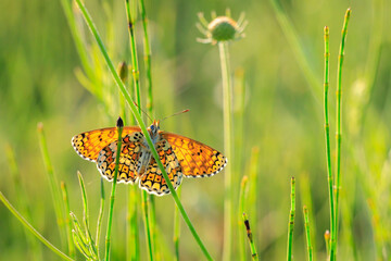 Glanville fritillary, melitaea cinxia, butterfly mating in a meadow