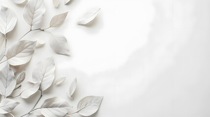White Leaves Elegant Minimalist Background with Shadows