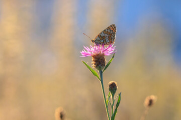 knapweed fritillary, Melitaea phoebe, butterfly resting and pollinating