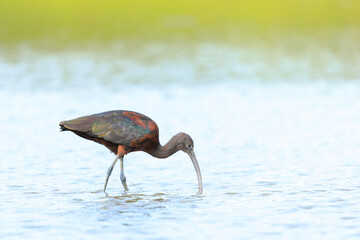 Glossy ibis, Plegadis falcinellus, wader bird in breeding plumage