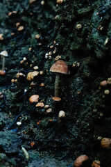Fototapeta premium Mushrooms with brown caps grow on the black soil left behind by burning. For wallpapers and backgrounds