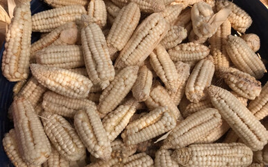 dried corn on the cob