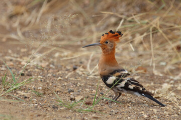 Afrikawiedehopf / African hoopoe / Upupa africana