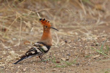 Afrikawiedehopf / African hoopoe / Upupa africana © Ludwig