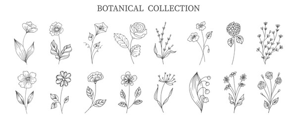 Fototapeta na wymiar Botanical collection of hand drawn flowers and plants in doodle style. Sketch, line art. Icons, templates, decor elements, vector