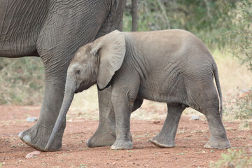 Fototapeta premium Afrikanischer Elefant / African elephant / Loxodonta africana