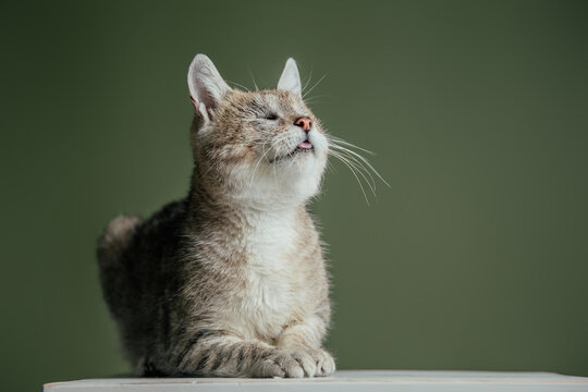 Blind cat posing in studio against green wall. 